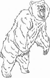 Grizzly Urso Pintar Everfreecoloring Debout Tessellation Imagem Getdrawings sketch template