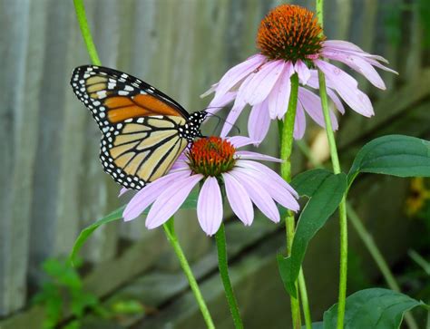 purple  monarch butterflies