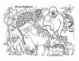 Coloring Rainforest African Habitats Pdf Animals Activity Downloading Version sketch template