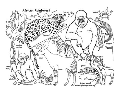 african rainforest  wildlife labeled coloring nature