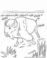 Coloring Bison Pages American Animal Native Kids Buffalo North Plains Wild Sheets Great Activity Animals Printable America Honkingdonkey Americans Crafts sketch template