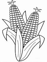 Corn Vegetable Stalks Colorir Harvesting Frutas Harvest Ears Maze sketch template