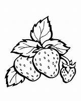 Erdbeere Gambar Mewarnai Malvorlage Coloring Für Fruit Pages Ausmalbilder Choose Board Bildergebnis sketch template