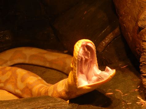 albino python mouth open mouth open ball python albino snake david