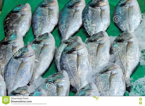 Fresh Raw Black Sea Bass Centropristis Striata Stock Image
