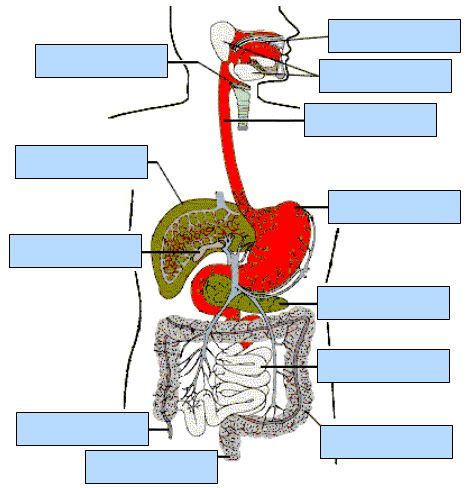 images  anatomy digestive system  pinterest human body human body systems