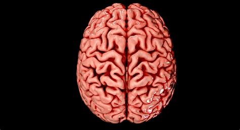 brain medically accurate brain anatomy model high resolution  model cgtrader