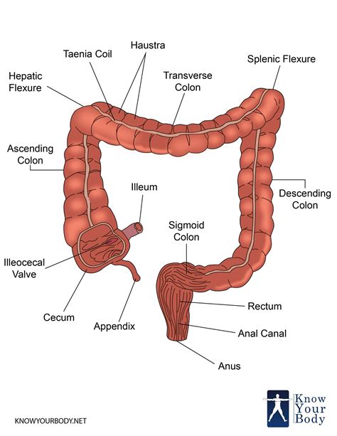 large intestine function parts length anatomy  faqs