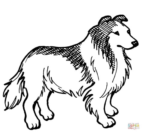 rough collie dog dog coloring page dog coloring book collie dog