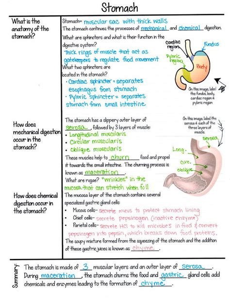 beginners guide  cornell notes   science classroom nursing