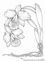 Cattleya Orchids Pintadas Flower Orquideas sketch template