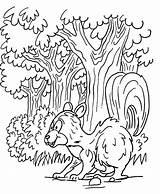 Colorear Bosque Skunk Florestas Floresta sketch template