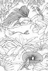Paradise Birds Colouring Book Kerry sketch template