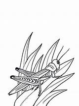 Heuschrecke Grasshopper Insekten Grass Saltamontes Cavalletta Sauterelle Grasshoppers Heuschrecken Fargelegg Sprinkhaan Gafanhoto Insekter Hopper Nukleuren Insectos Coloriages Insetti Insectes Kleurplaat sketch template