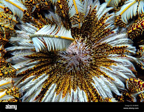 crinoidea  res stock photography  images alamy