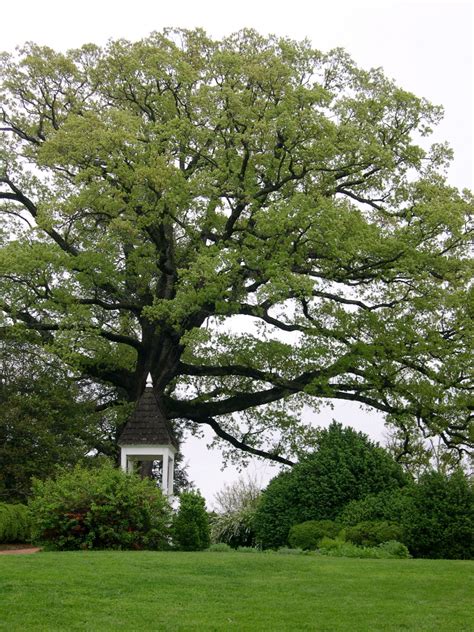 ash tree pictures images facts  ash trees