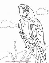 Macaw Coloring Pages Parakeet Green Yellow Drawing Kids Hawk Red Printable Greenwing Color Print Drawings Macaws Draw Jacket Colorings Getcolorings sketch template