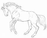 Horse Rearing Line Drawing Lineart Friesian Pages Coloring Drawings Beautiful Getcolorings Getdrawings sketch template