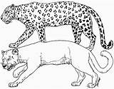 Sauvages Cheetah Jungle Ausmalbild Animais Coloriages Floresta Printablefreecoloring Letzte sketch template