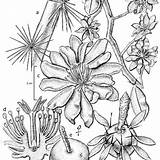 Pereskia Cactaceae Especies Colombia Rama sketch template