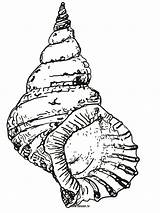 Coloring Seashell Shell Pages Conch Drawing Sea Printable Draw Kids Clipart Seashells Beach Line Snail Cliparts Sheets Book Simple Adult sketch template