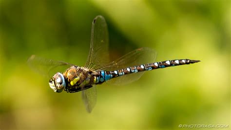 dragonflies photorasa  hd