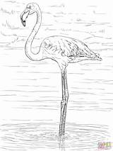 Colorare Flamant Coloriage Greater Fenicottero Disegno Bird Disegnare Colorier Flamingos Mandala sketch template