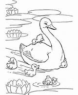 Duck Coloring Mother Pages Mom Babies Baby Her Duckling Drawing Swans Print Color Printable Animals Swan Kids Animal Netart Drawings sketch template