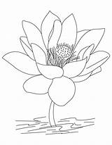 Lotus Coloring Flower National Pages India Color sketch template
