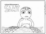 Samy Colorir Tartaruga Sammy Desenhoseriscos Tortue Imagens Pt sketch template