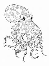 Octopus Ringed Polvo Coloriage Mewarnai Gurita Ausmalbild Ausmalbilder Krake Pieuvre Colorare Ausmalen Kraken Tintenfisch Supercoloring Omeletozeu Ausdrucken Pulpos Malvorlagen Pulpo sketch template