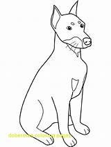 Doberman Coloring Pages Pinscher Dog Drawing Mean Getcolorings Getdrawings Color Colouring sketch template