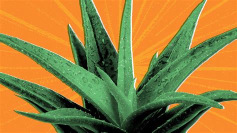 8 Potential Health Benefits Of Aloe Vera Everyday Health