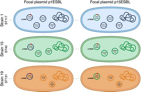 host specific plasmid evolution explains  variable spread