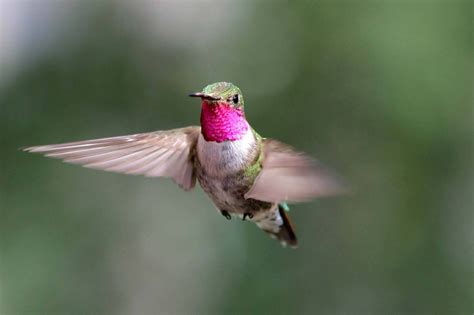 hummingbirds     millions  colors  humans