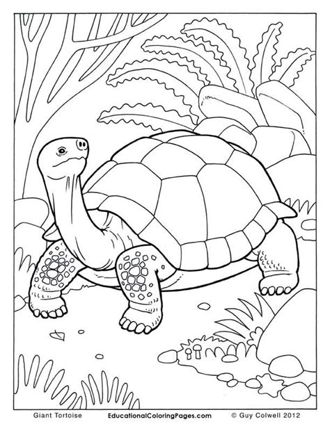 tortoise coloring pages tortoise colouring turtle coloring pages