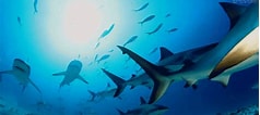 Image result for Moving Wallpapers, Sharks. Size: 238 x 106. Source: wallpapersafari.com