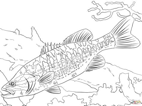 bass fishing coloring pages printable fish coloring page easy