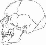 Skull Anatomy Coloring Blank Bones Human Drawing Pages Line Skeleton Diagram Axial Labels Side Label Sheet Simple Rocks Printable Anatomical sketch template