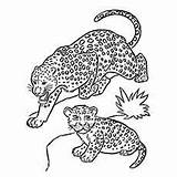 Leopard Coloring Pages Cheetah Differentiate Printable Baby Animal Drawing Toddler sketch template