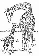 Tiere Ausmalbilder Giraffe Jirafas Malvorlage Dschungel Giraffen Elefant Zootiere Beste Frei Zu Katzen Malen Ausmalbild Mosaik Spirit Mytie Tierfamilie Wilde sketch template