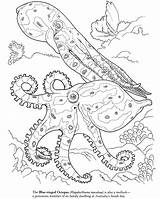 Coloring Pages Octopus Squid Animal Giant Sea Color Ocean Life Blue Kids Realistic Ringed Printable Colouring Dover Coral Print Publications sketch template