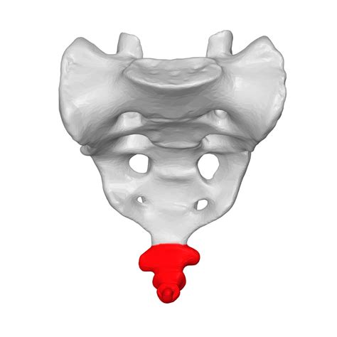 coccyx wikipedia