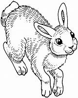 Rabbit Rabbits Bunnies Kelinci Sketsa Conejo Infantiles Getdrawings Opinions Getcolorings Getcoloringpages Coloringtop Colorings Olds Playboy sketch template