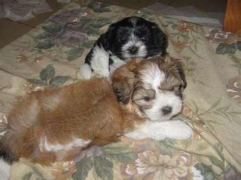 Maltese X Shih Tzu Pups For Sale Adoption From Tamborine