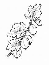 Gooseberry Coloring Pages Branch Berries Drawing Fruits Supercoloring Printable Tattoo sketch template