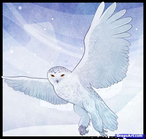 draw  snowy owl cute owl drawing drawings owl