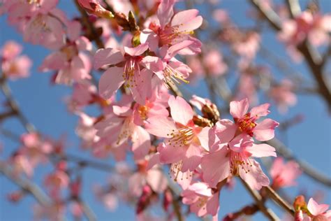 trees  bloom pink  spring fairview garden center