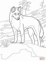 Dingo Coloring Australia Pages Printable Animals Supercoloring Australian Animal Outline Outback Colouring Drawing Print Kids Color Dog Bird Drawings Wild sketch template