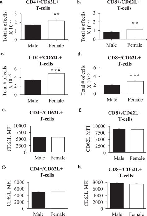 Sex Differences In Mouse Popliteal Lymph Nodes Scientific Reports